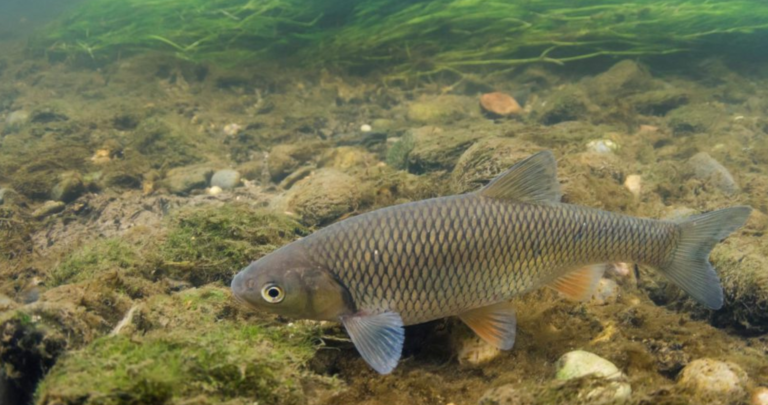 CHUB FISHING – THE ULTIMATE GUIDE